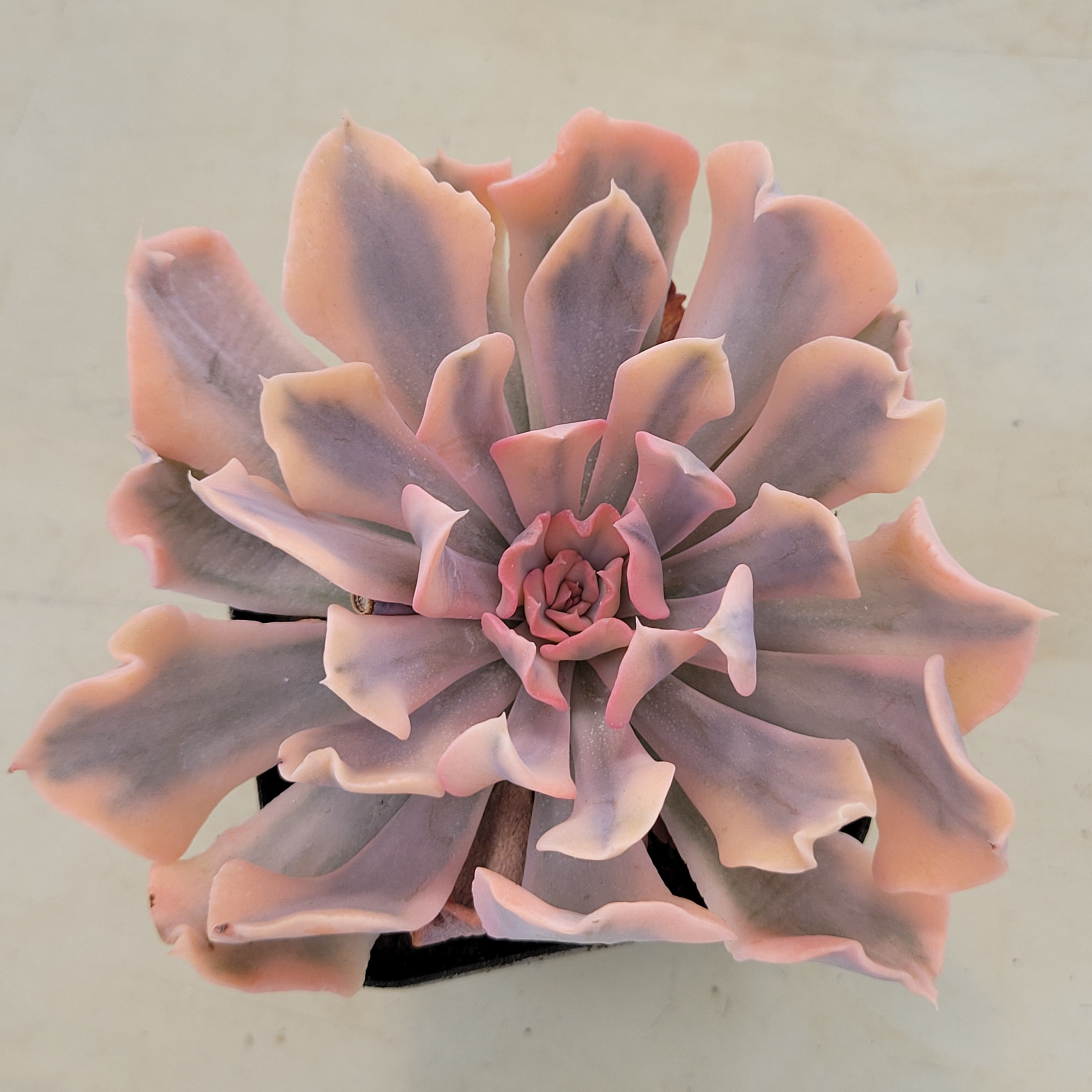 Echeveria Saffron variegated 