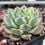 Thumbnail: Echeveria Alba Beauty variegated 