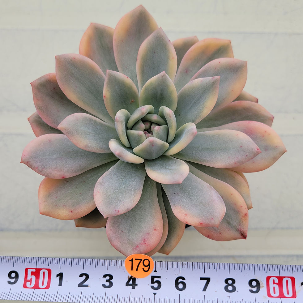 Thumbnail: Echeveria Ariel variegated 