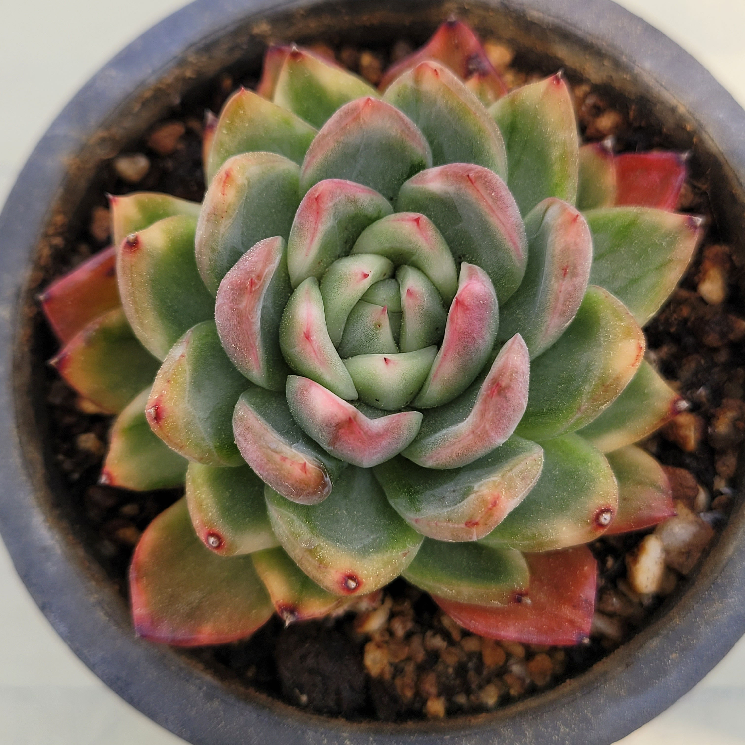 Echeveria Golden Bling variegated 