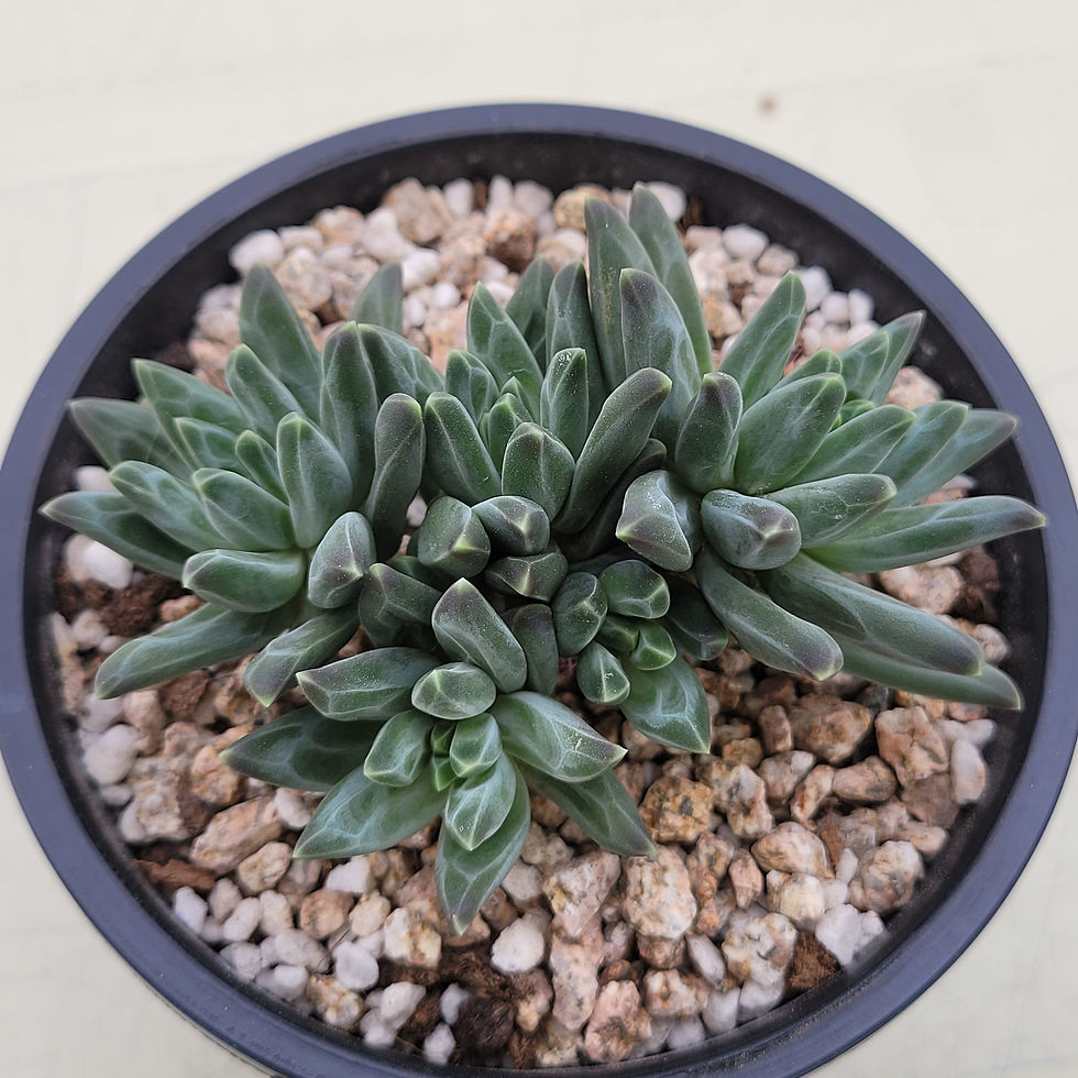 Thumbnail: Pachyphytum Icarus 