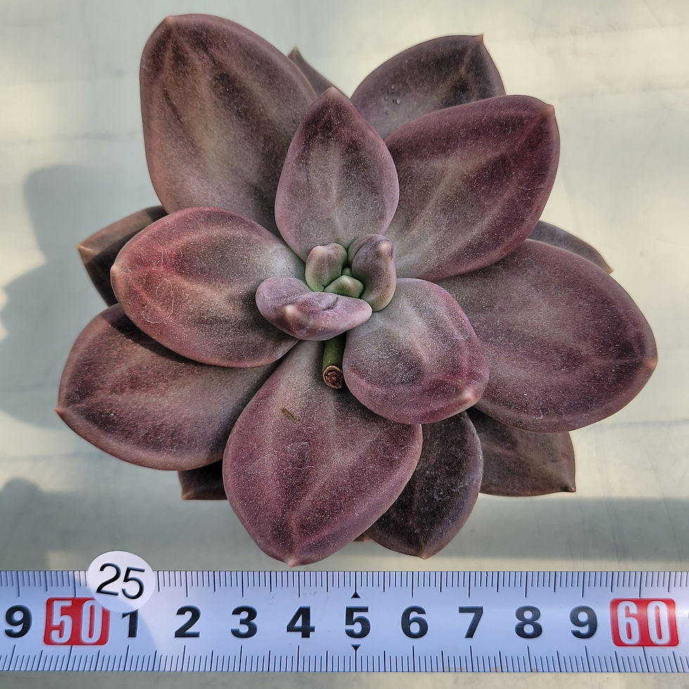 Thumbnail: Echeveria Xichuensis 