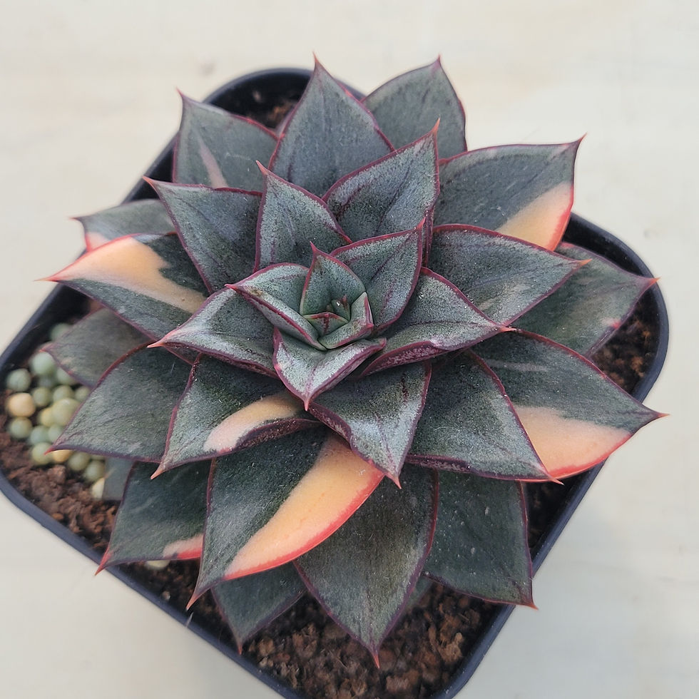 Thumbnail: Echeveria Monocerotis variegated 