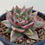 Thumbnail: Echeveria Elkhorn variegated 