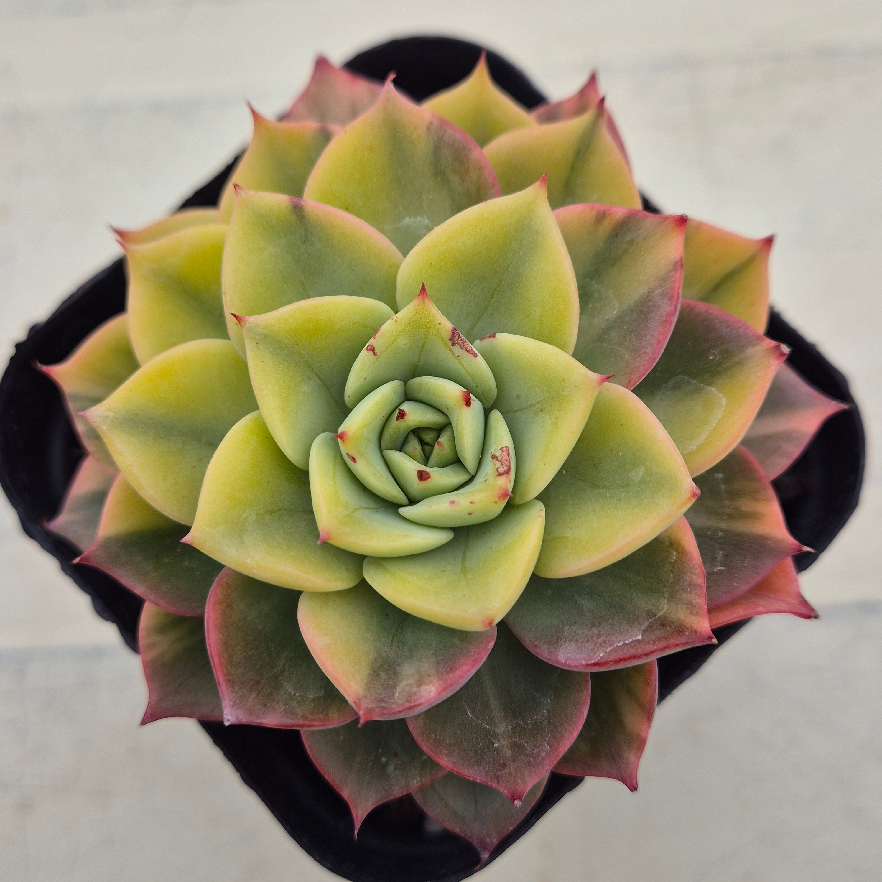 Echeveria Ice Pinky variegated 