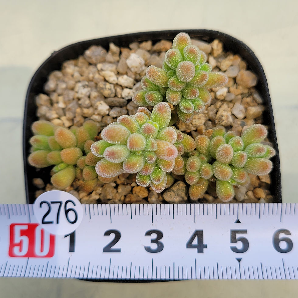 Thumbnail: Drosanthemun Globosum 'Skill Pad'