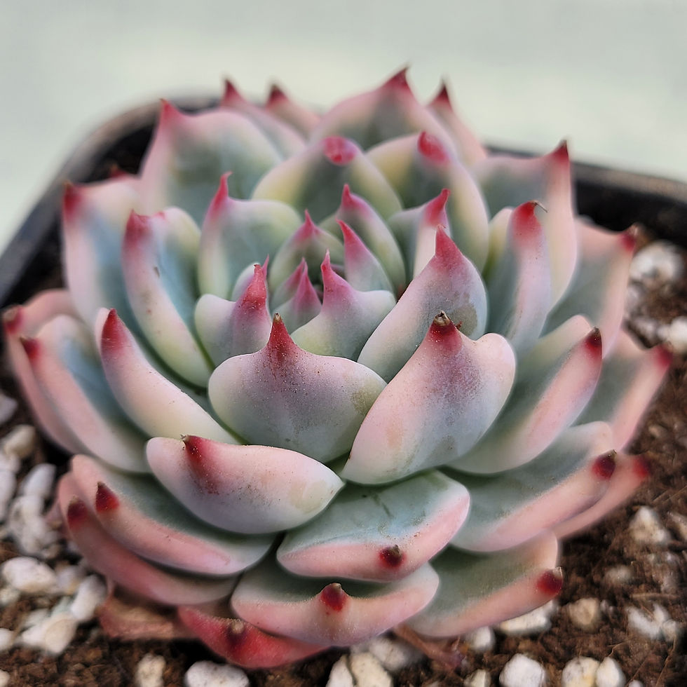 Thumbnail: Echeveria Chihuahuaensis variegated 