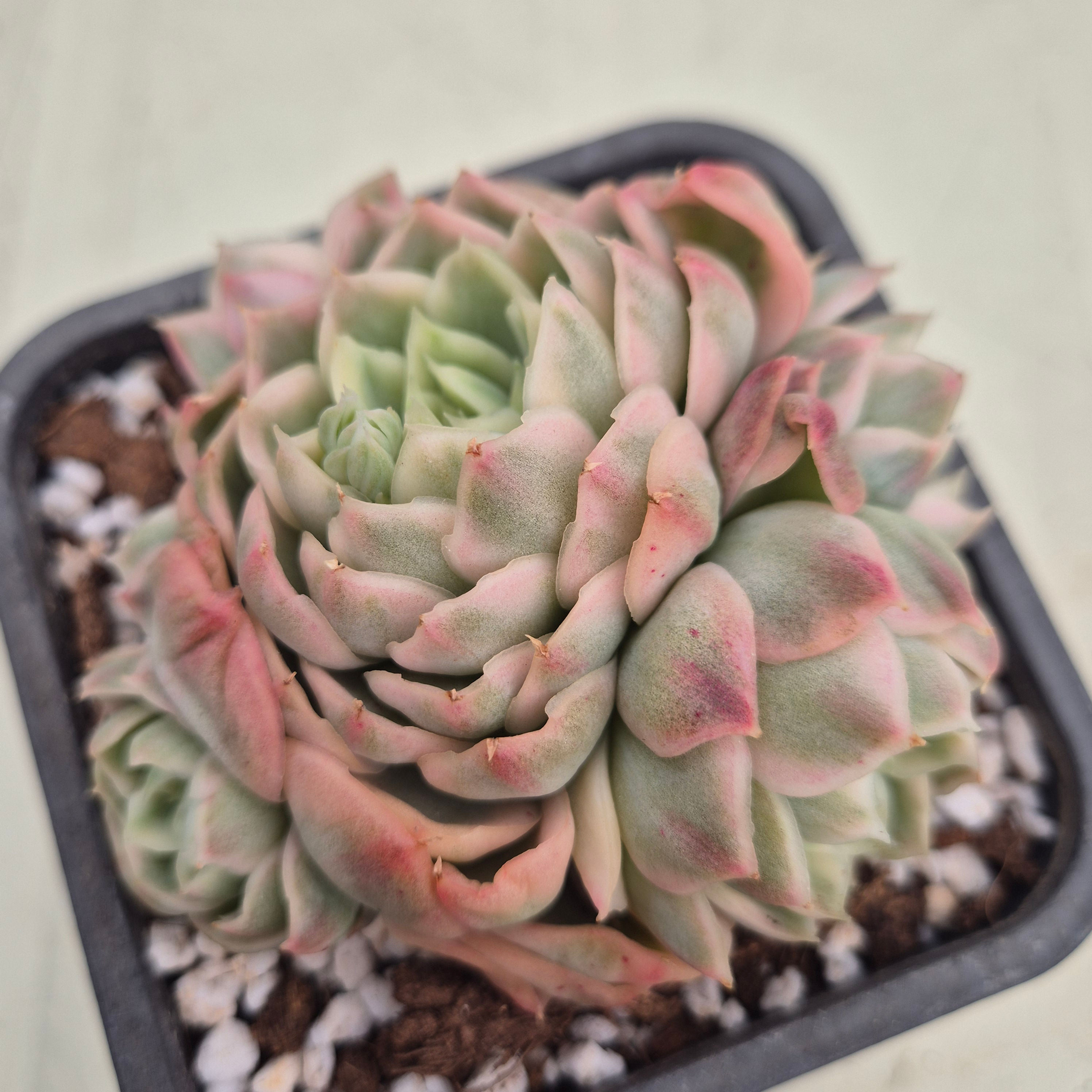 Echeveria White Dream variegated cluster 