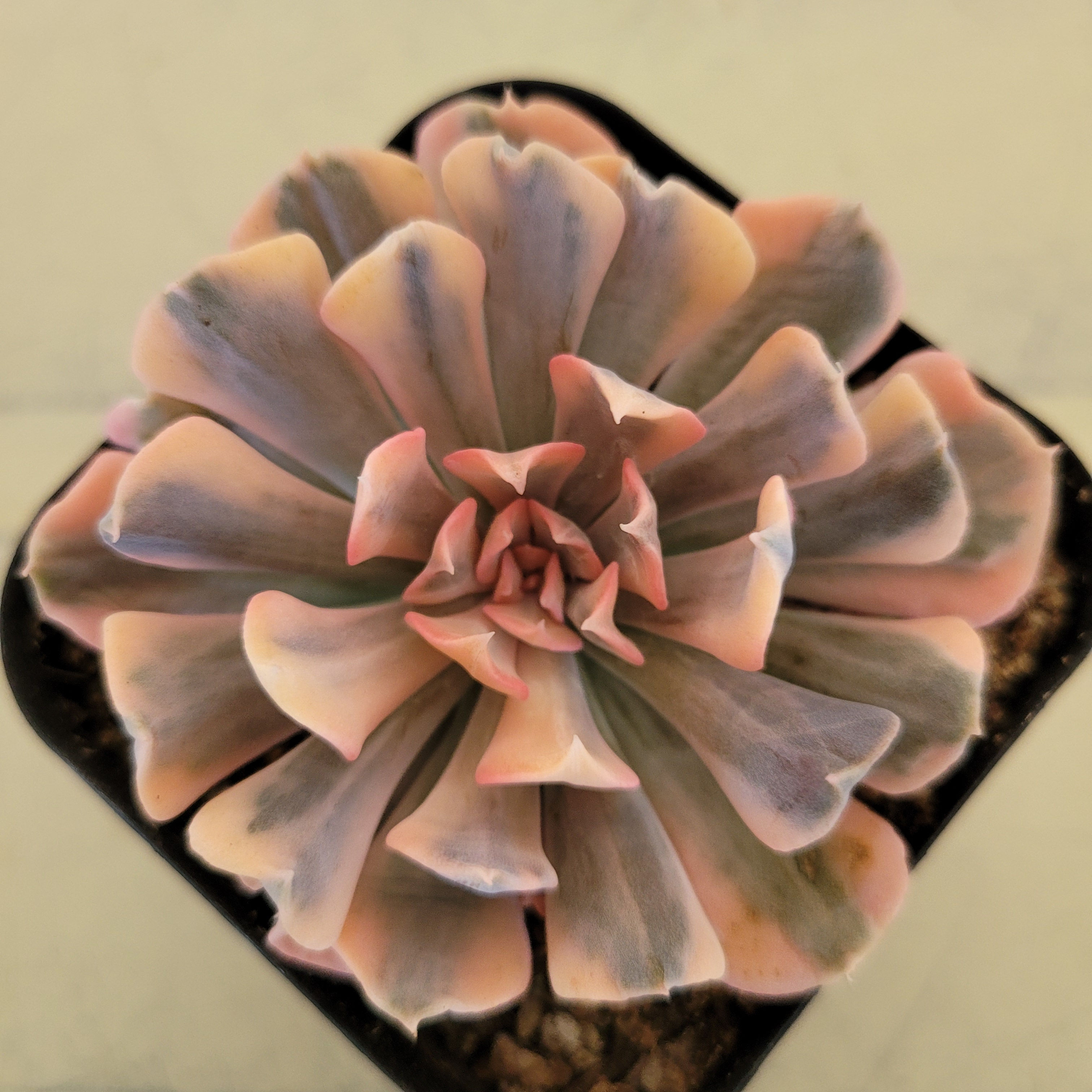 Echeveria Saffron variegated 