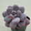 Thumbnail: Pachyphytum Purple Beauty 