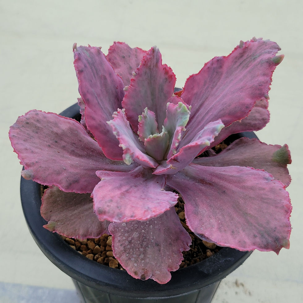 Thumbnail: Echeveria Red Chantilly 'Dragon Fin' variegated 