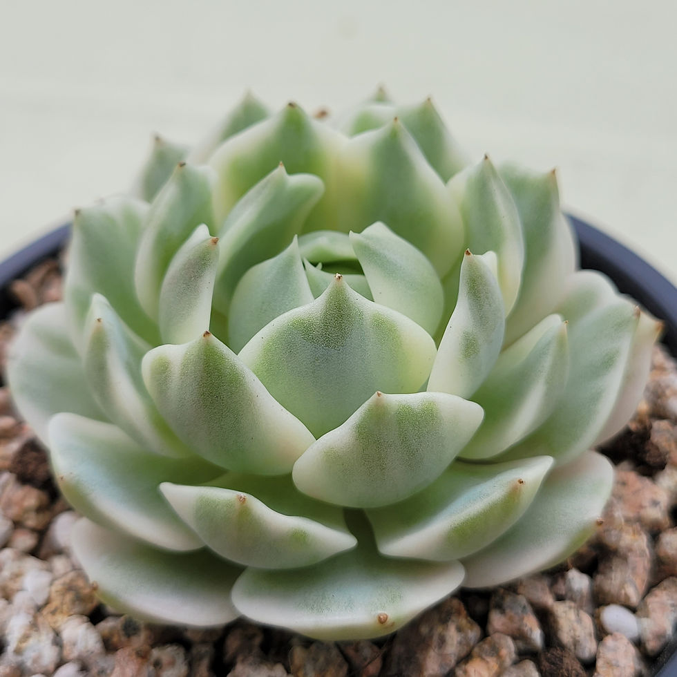 Thumbnail: Echeveria Lola White variegated 