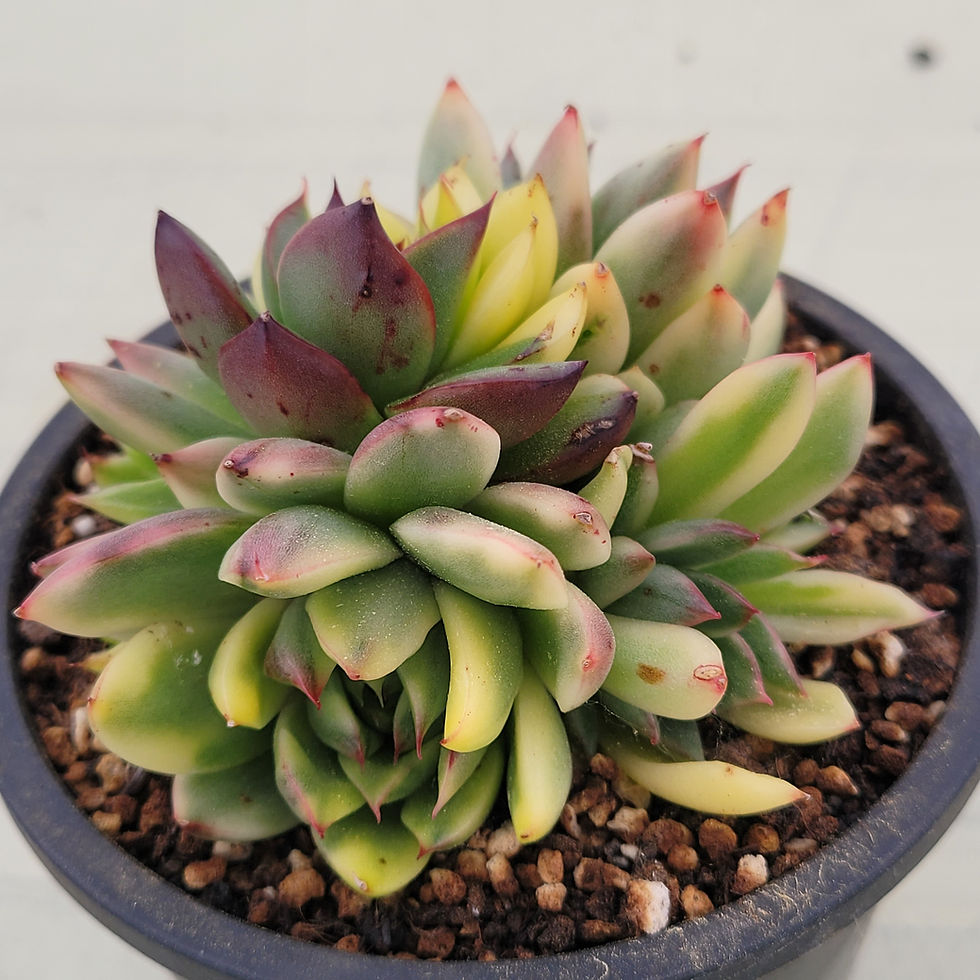 Thumbnail: Echeveria Agavoides Christmas variegated cluster 