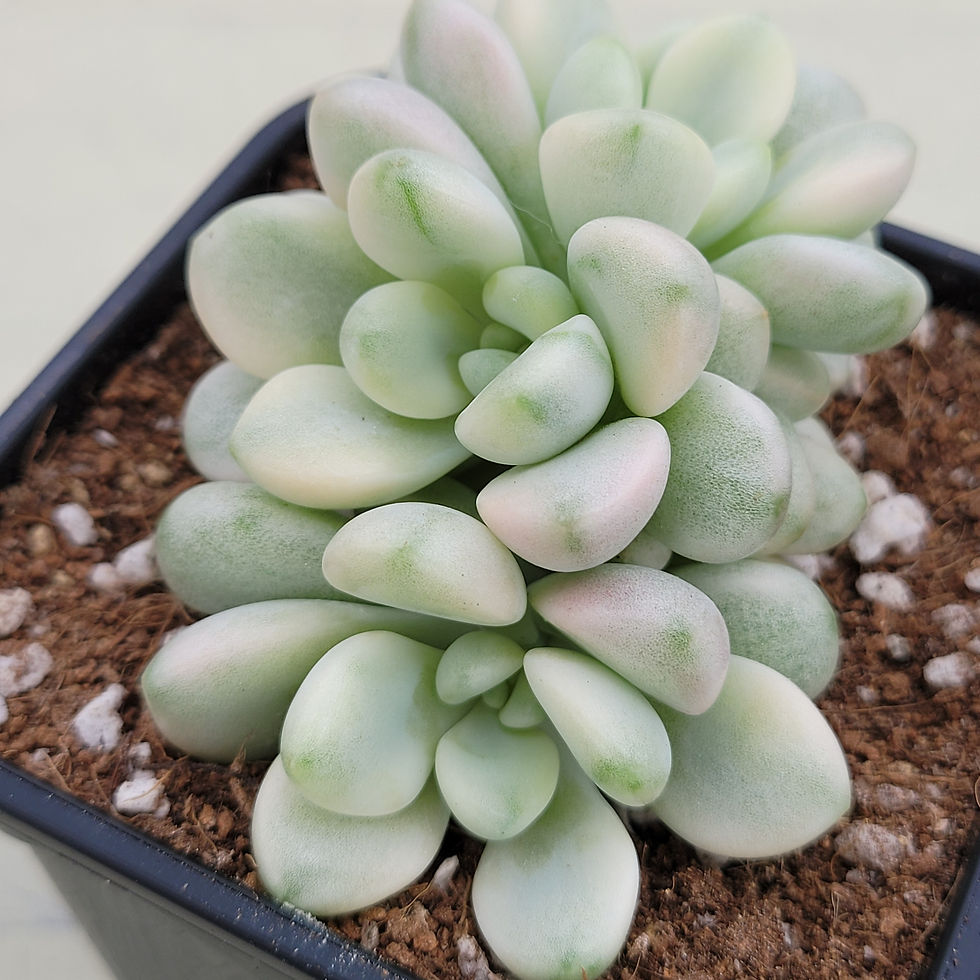 Thumbnail: Echeveria Bubble Bomb variegated 