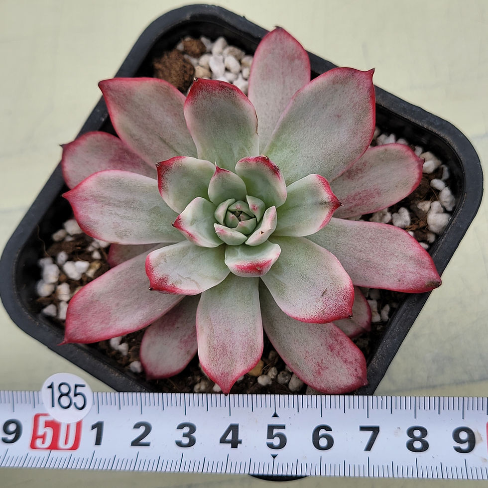 Thumbnail: Echeveria Uranus variegated 