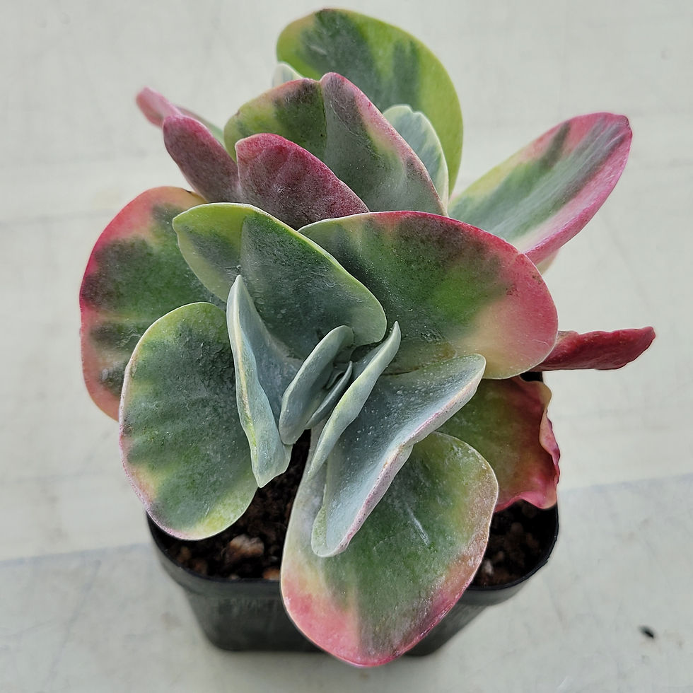 Thumbnail: Kalanchoe Thysifolia variegated 