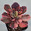 Thumbnail: Echeveria Prima Donna variegated 