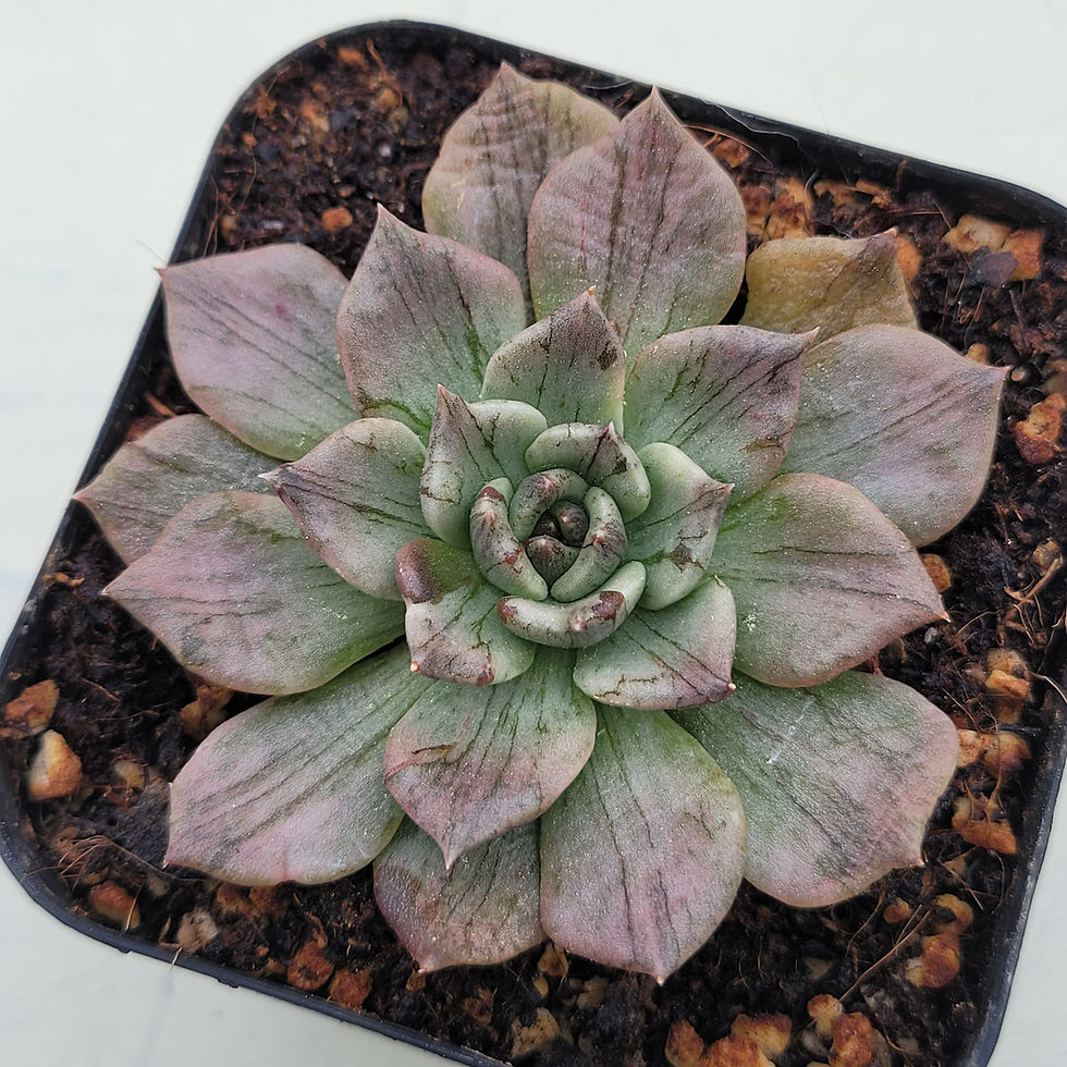 Thumbnail: Echeveria Silver Prince variegated 