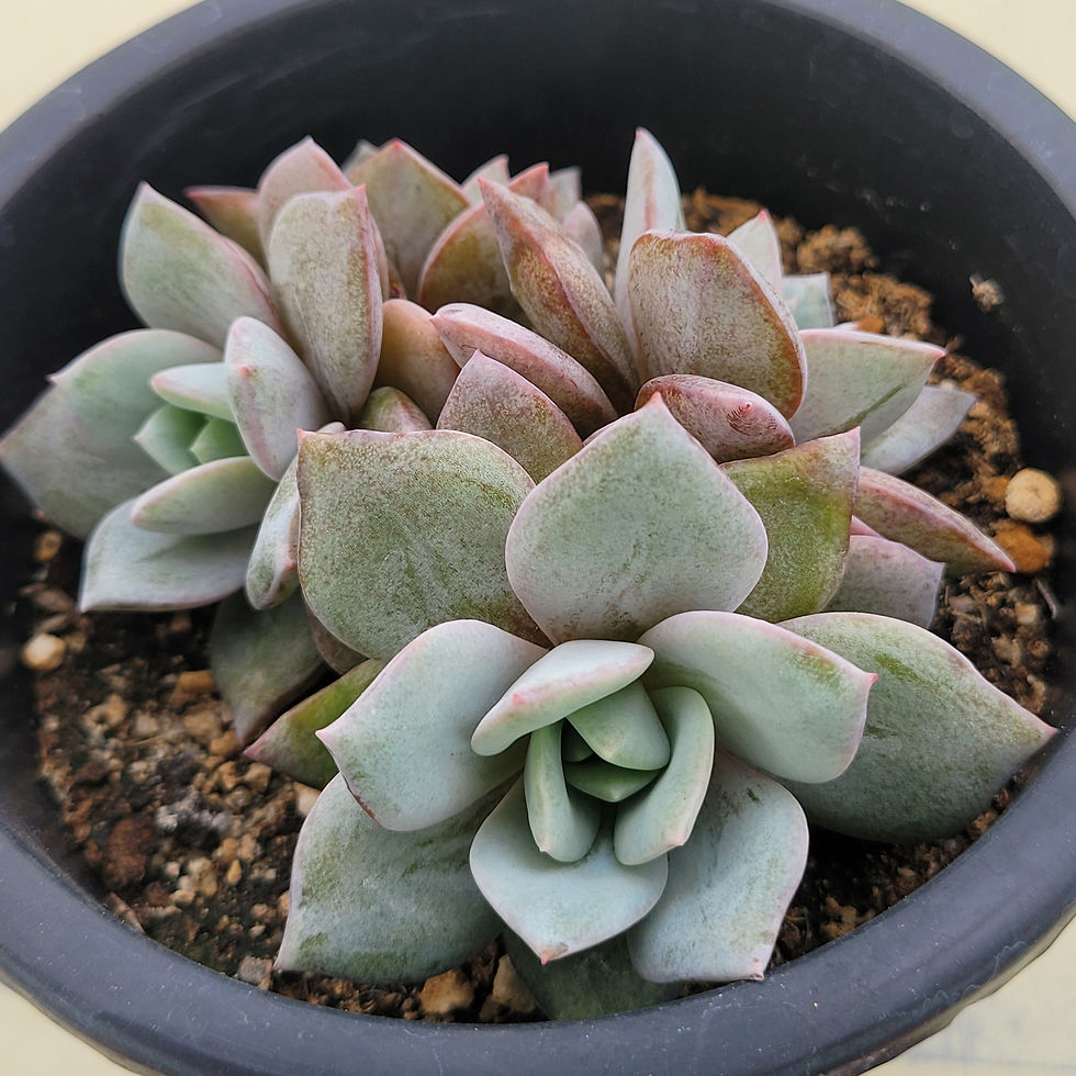 Thumbnail: Echeveria German Champagne 