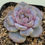 Thumbnail: Echeveria Purple Dance 