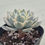 Thumbnail: Echeveria Anna Rose variegated 