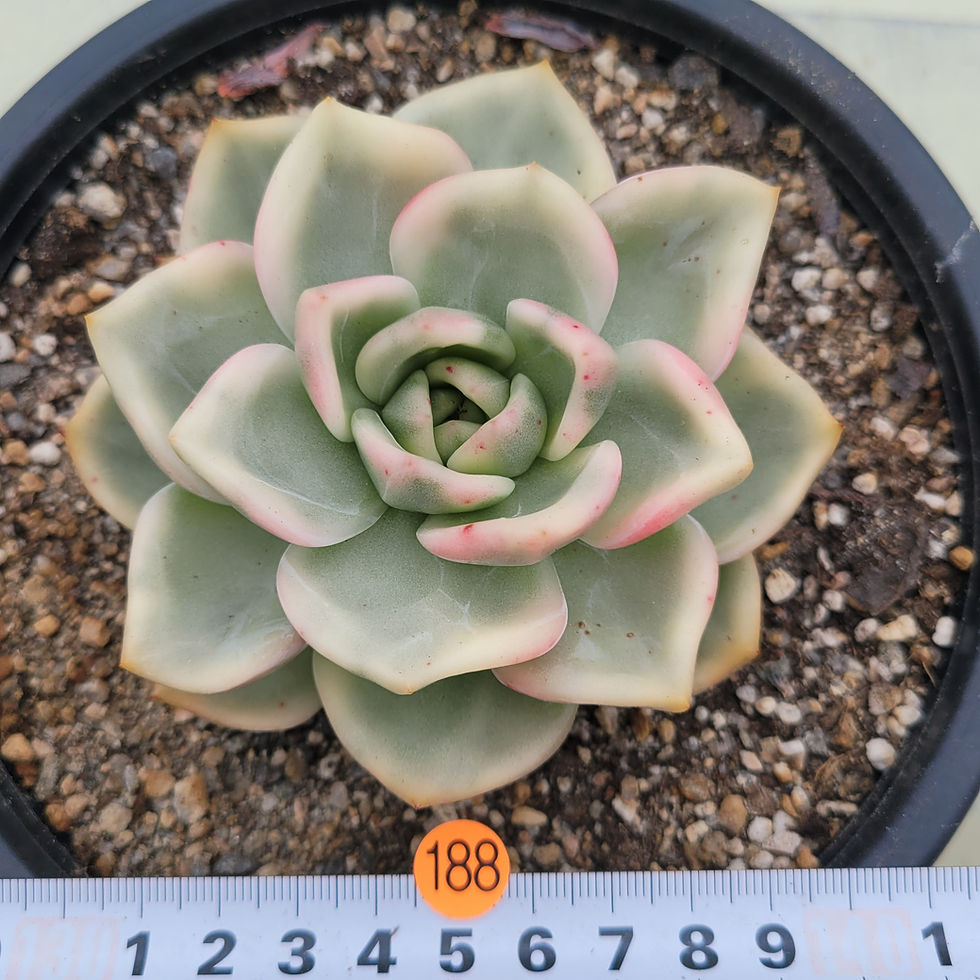 Thumbnail: Echeveria Pink Champagne variegated 