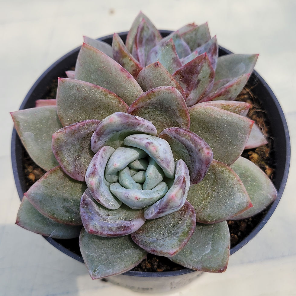 Thumbnail: Echeveria German Champagne variegated 