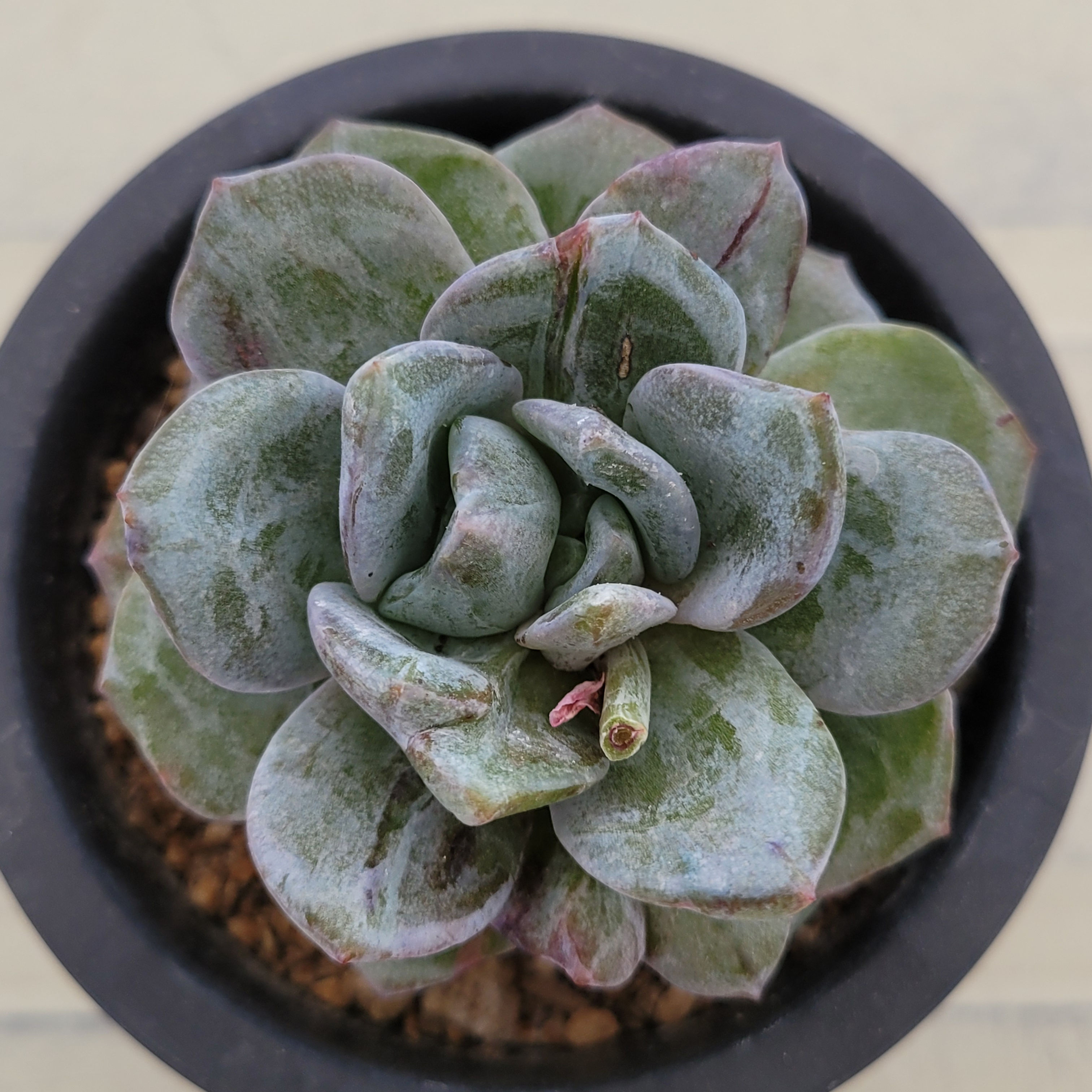 Echeveria German Champagne variegated 
