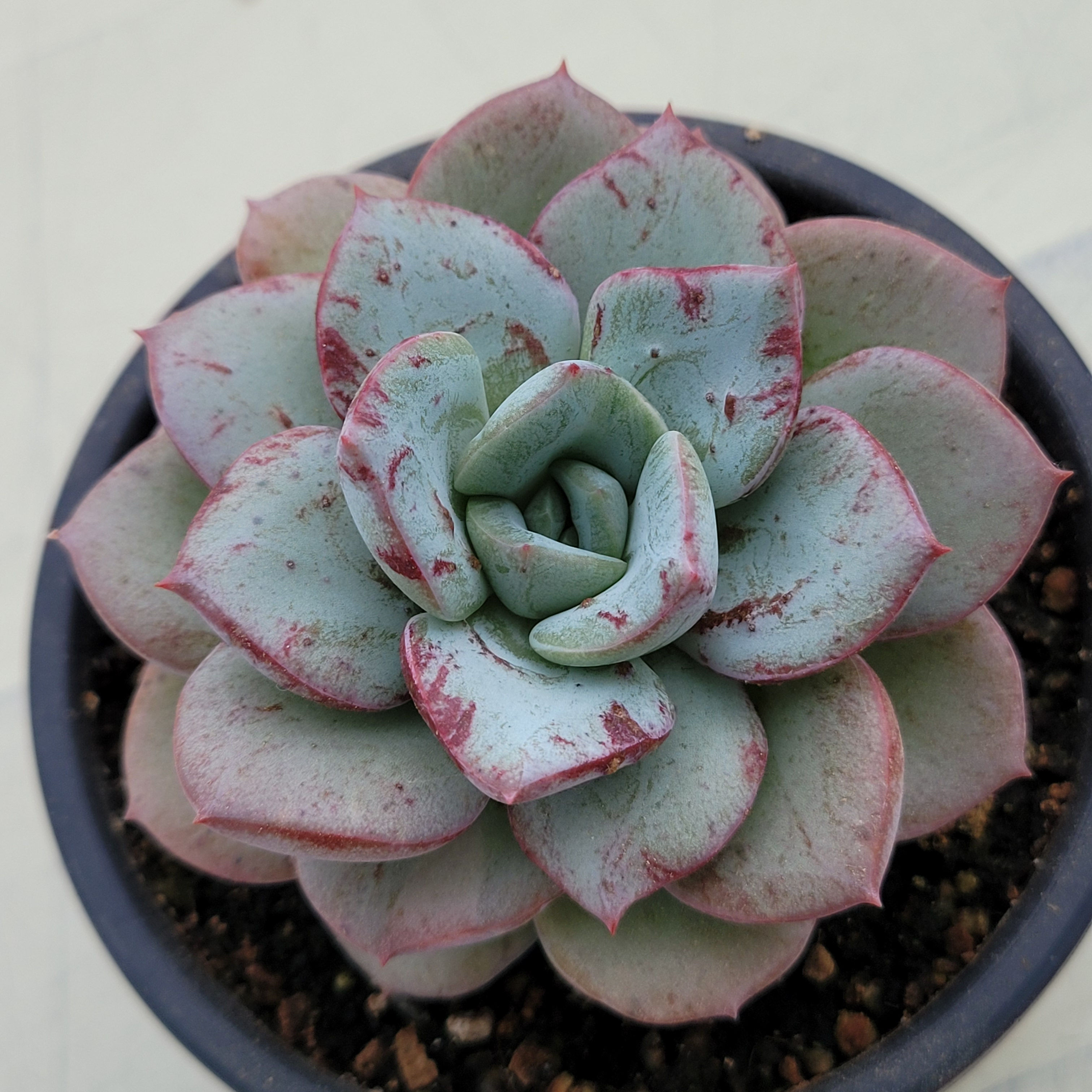 Echeveria Blue Velvet 