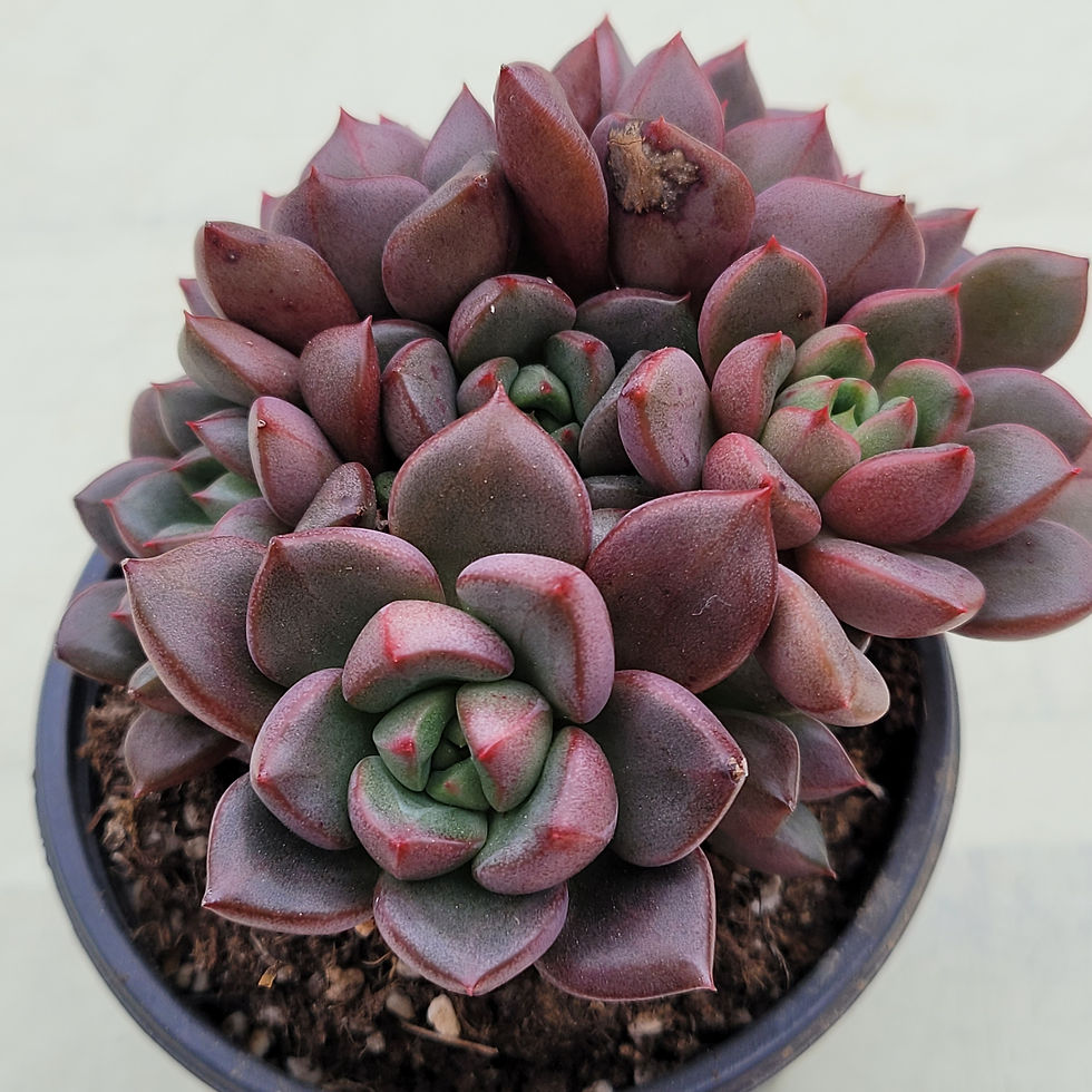 Thumbnail: Echeveria Roman cluster 