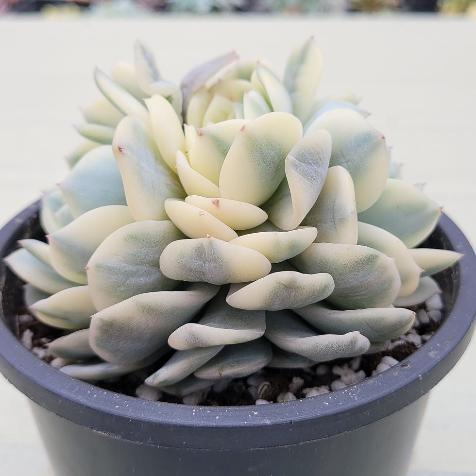 Thumbnail: Echeveria Pink Star variegated cluster 