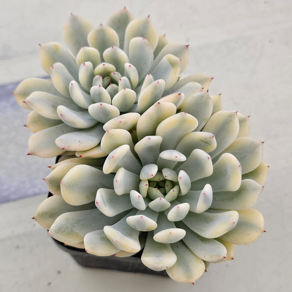 Thumbnail: Echeveria Beyant variegated 