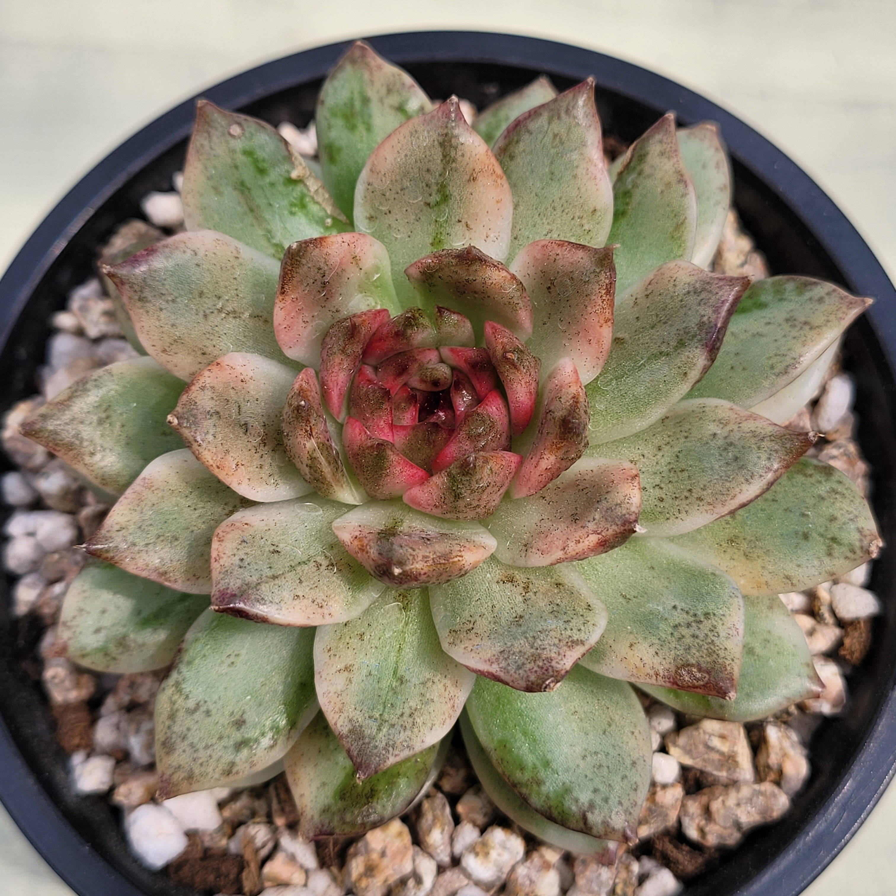 Echeveria Blood Soul 