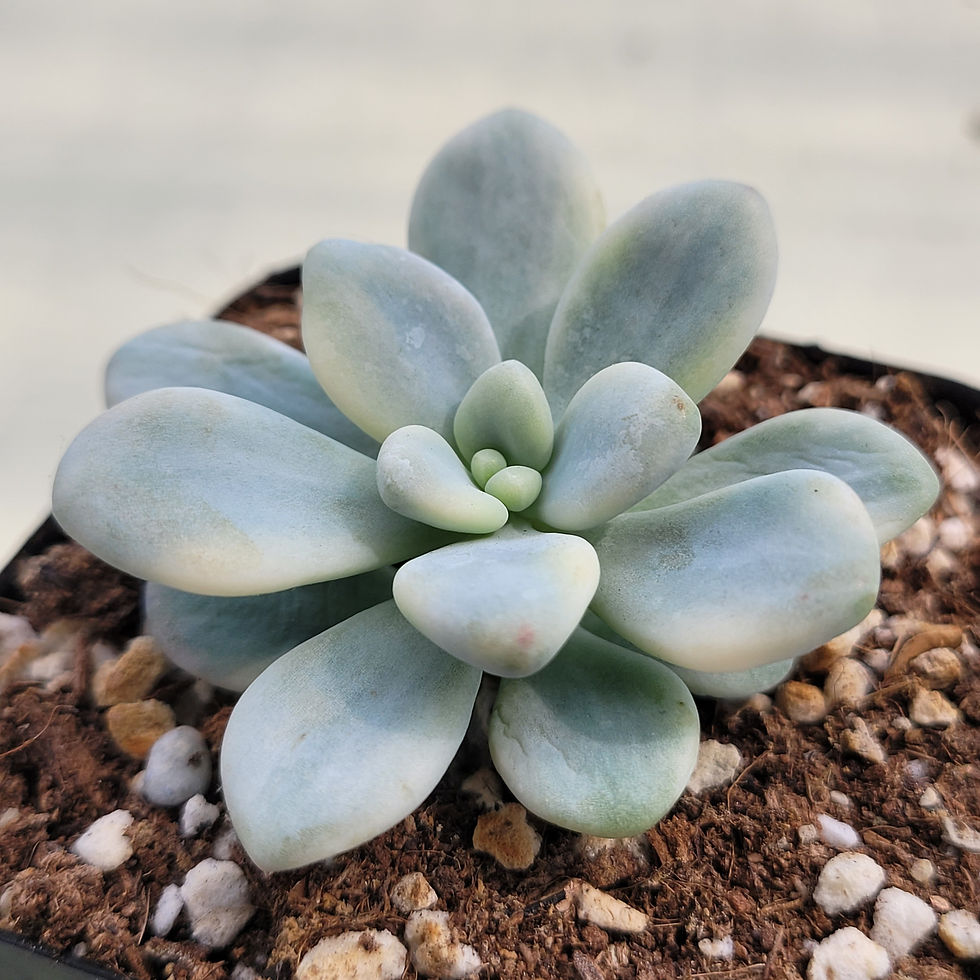 Thumbnail: Echeveria Lala variegated 