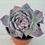 Thumbnail: Echeveria Casio variegated 