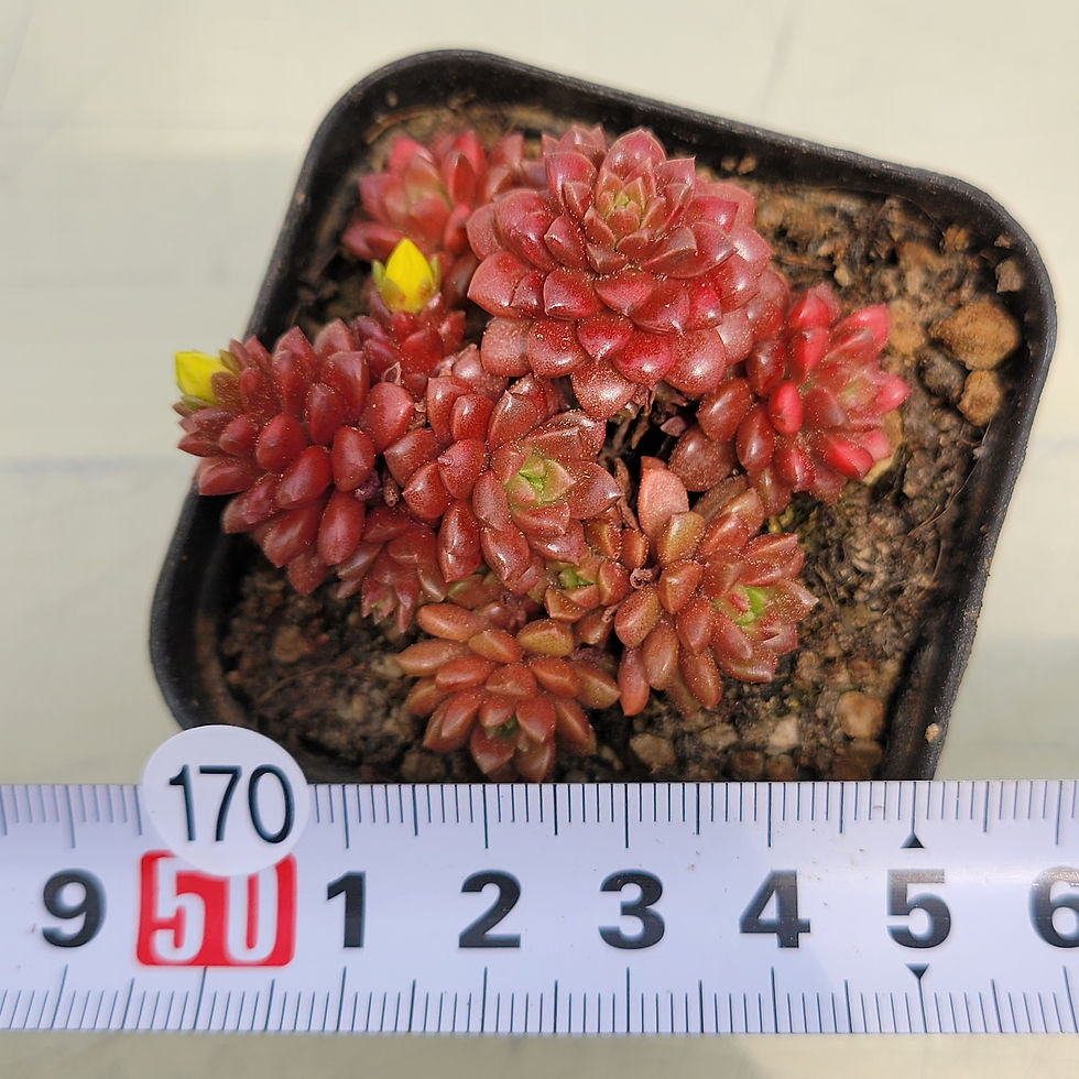 Thumbnail: Cremnosedum Little Gem (Crassulaceae) variegated 