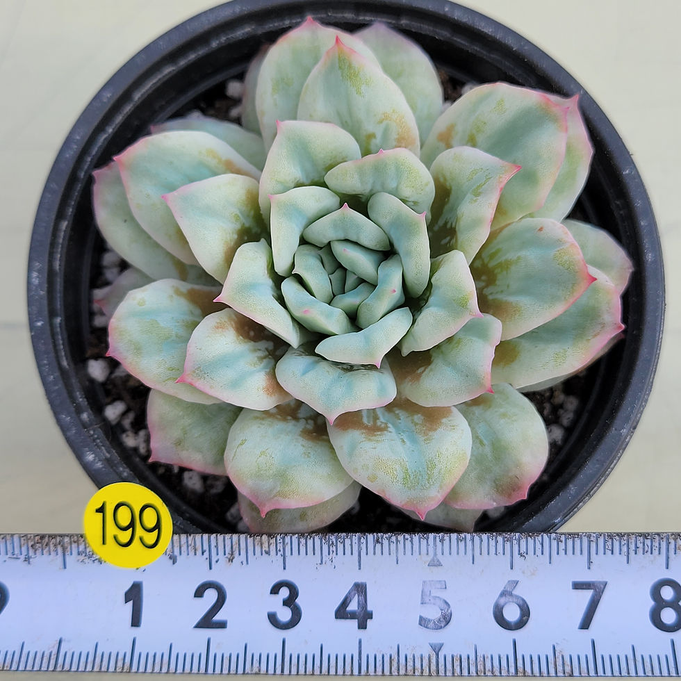 Thumbnail: Echeveria Bubble Rose variegated 