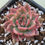 Thumbnail: Echeveria Red Wine variegated 