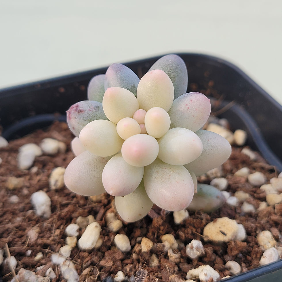 Thumbnail: Pachyphytum Machucae Baby Finger variegated 