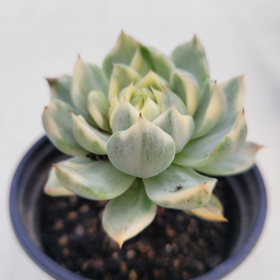 Thumbnail: Echeveria Queens Maria variegated 