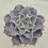 Thumbnail: Echeveria Madiba 