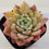 Thumbnail: Echeveria Rajoya variegated 