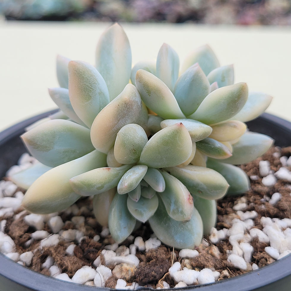 Thumbnail: Echeveria Orange Monroe variegated 