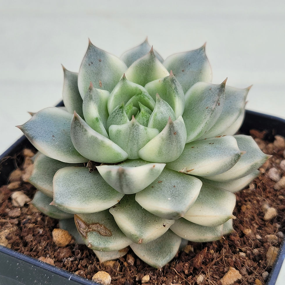 Thumbnail: Echeveria turgida variegated 