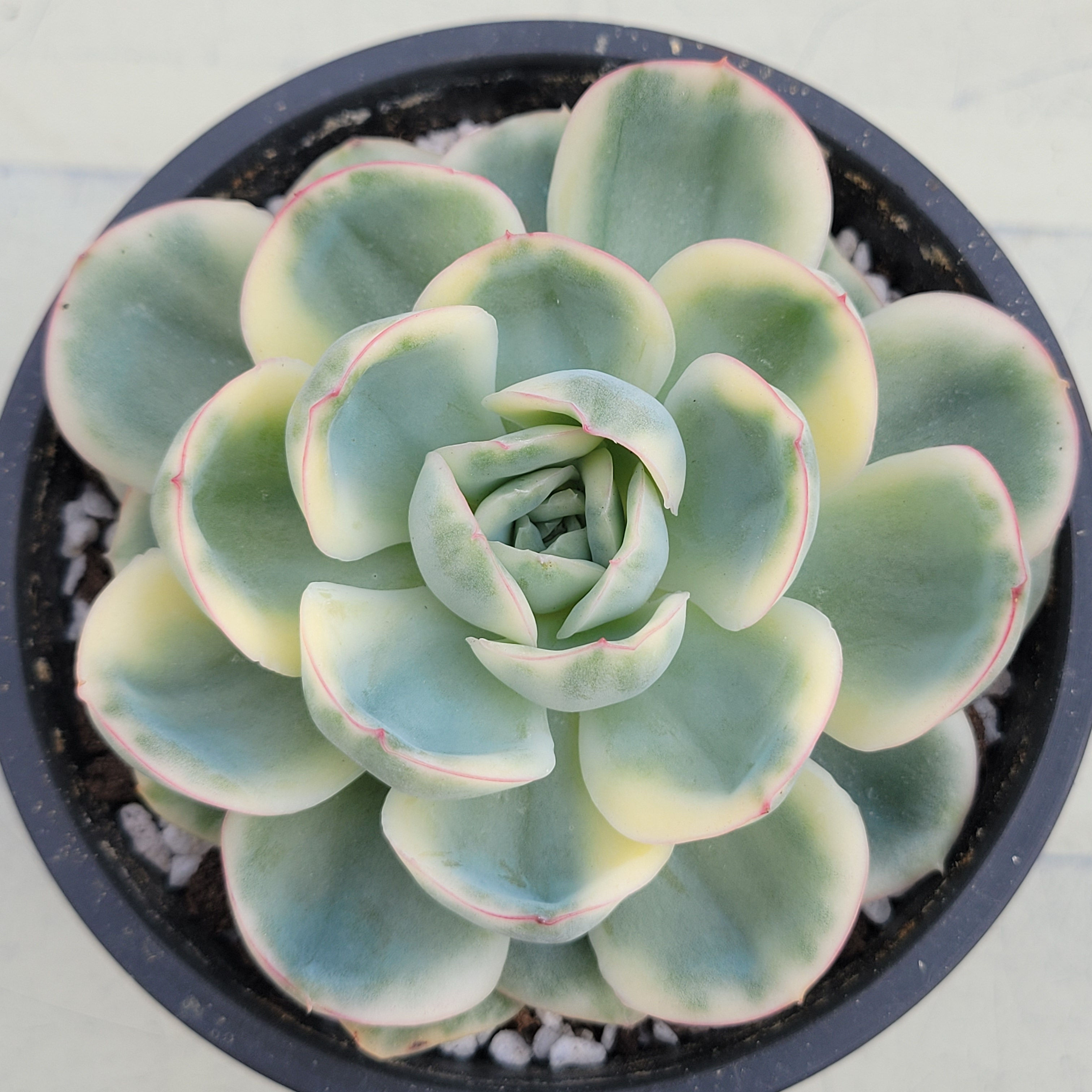 Echeveria Morning Dew variegated 