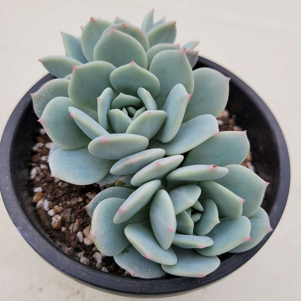 Thumbnail: Echeveria Celeste 