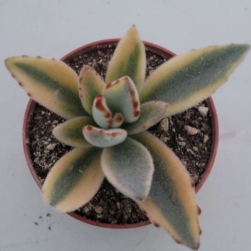 Kalanchoe tomentosa moon rabbit variegated Korean Succulents