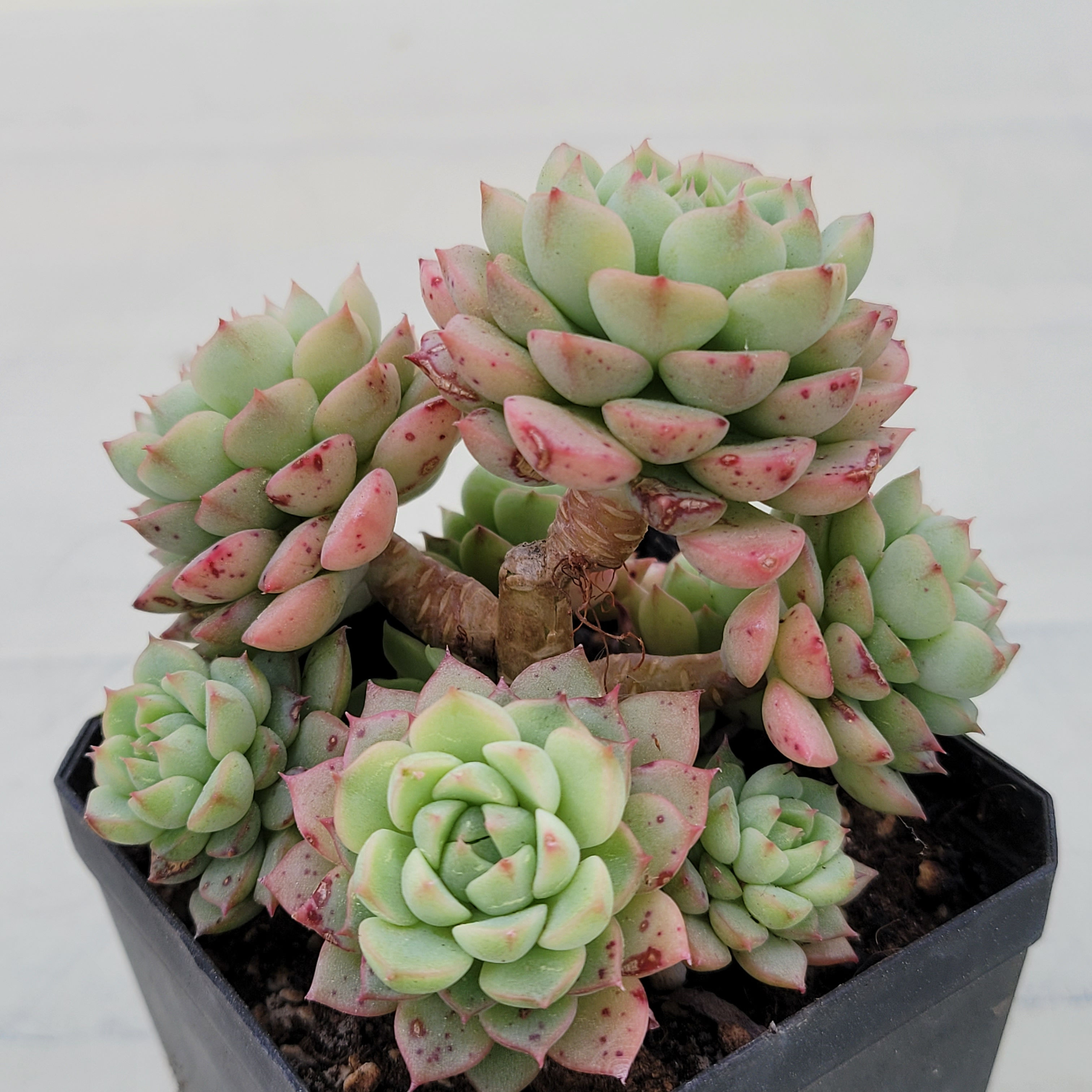 Echeveria Macadamia 