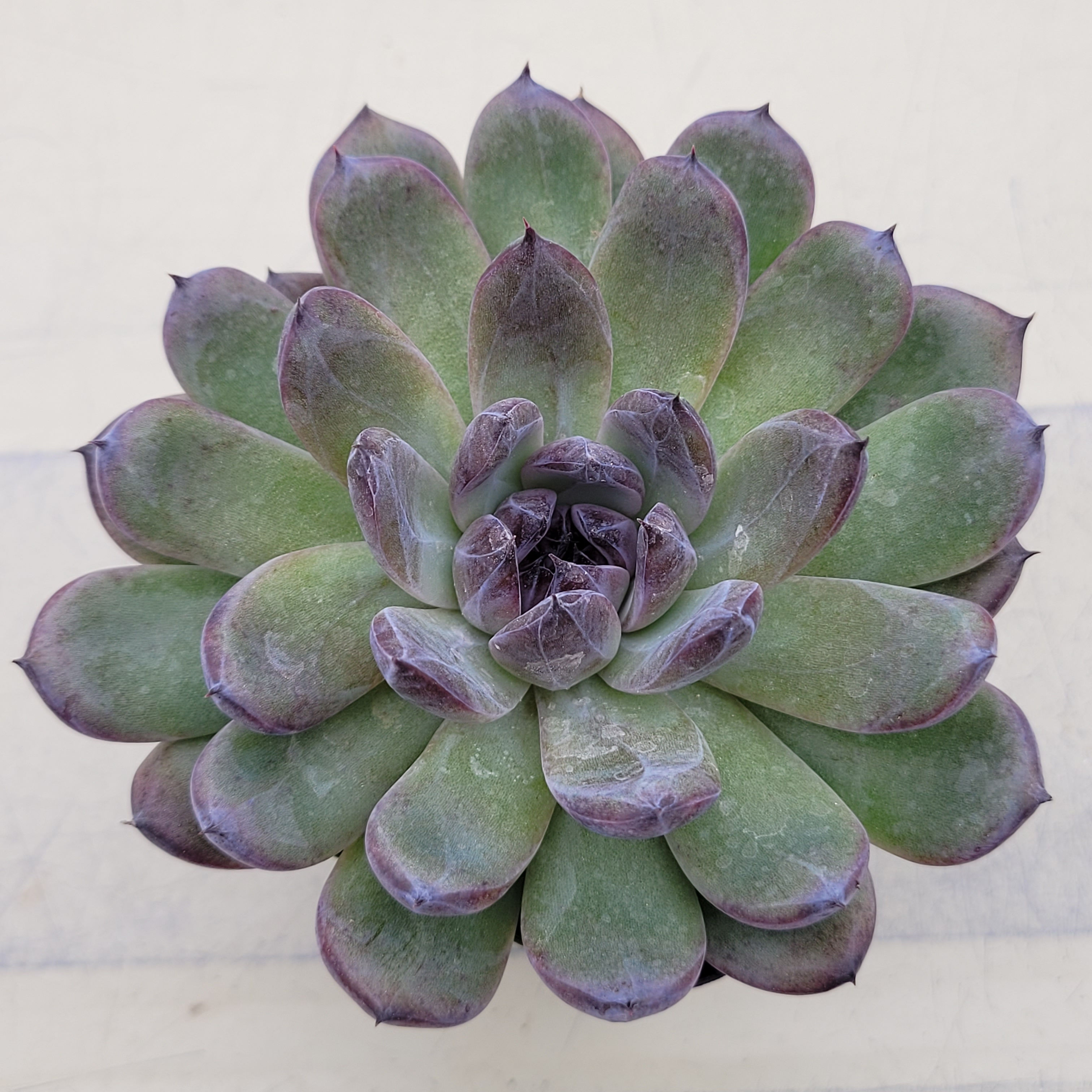 Echeveria Gemstone 