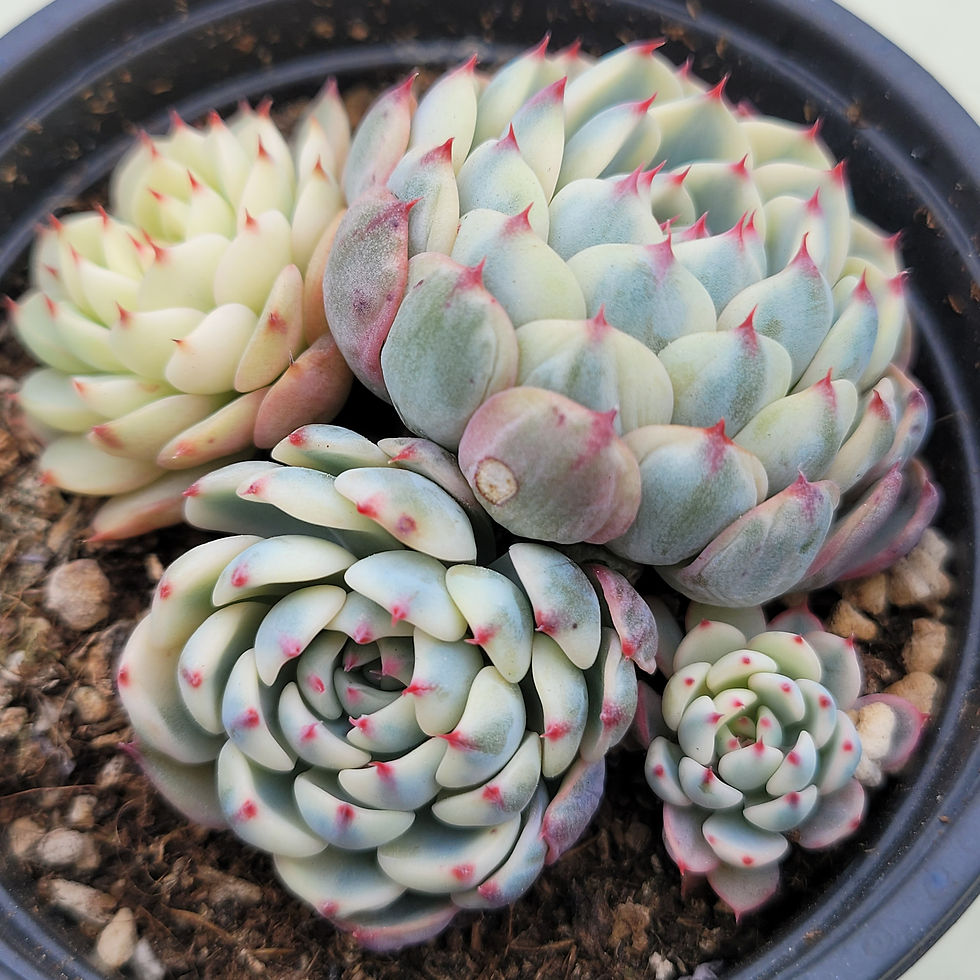 Thumbnail: Echeveria Minima variegated 